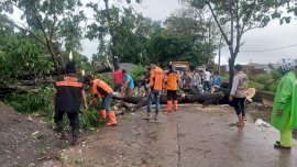 Tim Gerak Cepat Pemkab Gowa Bersihkan Pohon Tumbang