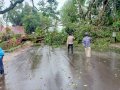 Hujan Deras dan Angin Kencang Sebabkan Pohon Tumbang di Malino