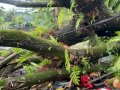 Berikut Identitas Tiga Korban Tertimpa Pohon di Bontonompo