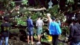 Mobil Truk Tertimpa Pohon di Jl Poros Limbung-Takalar, Tidak Ada Korban Jiwa